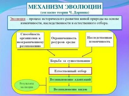Какие эволюционные приобретения