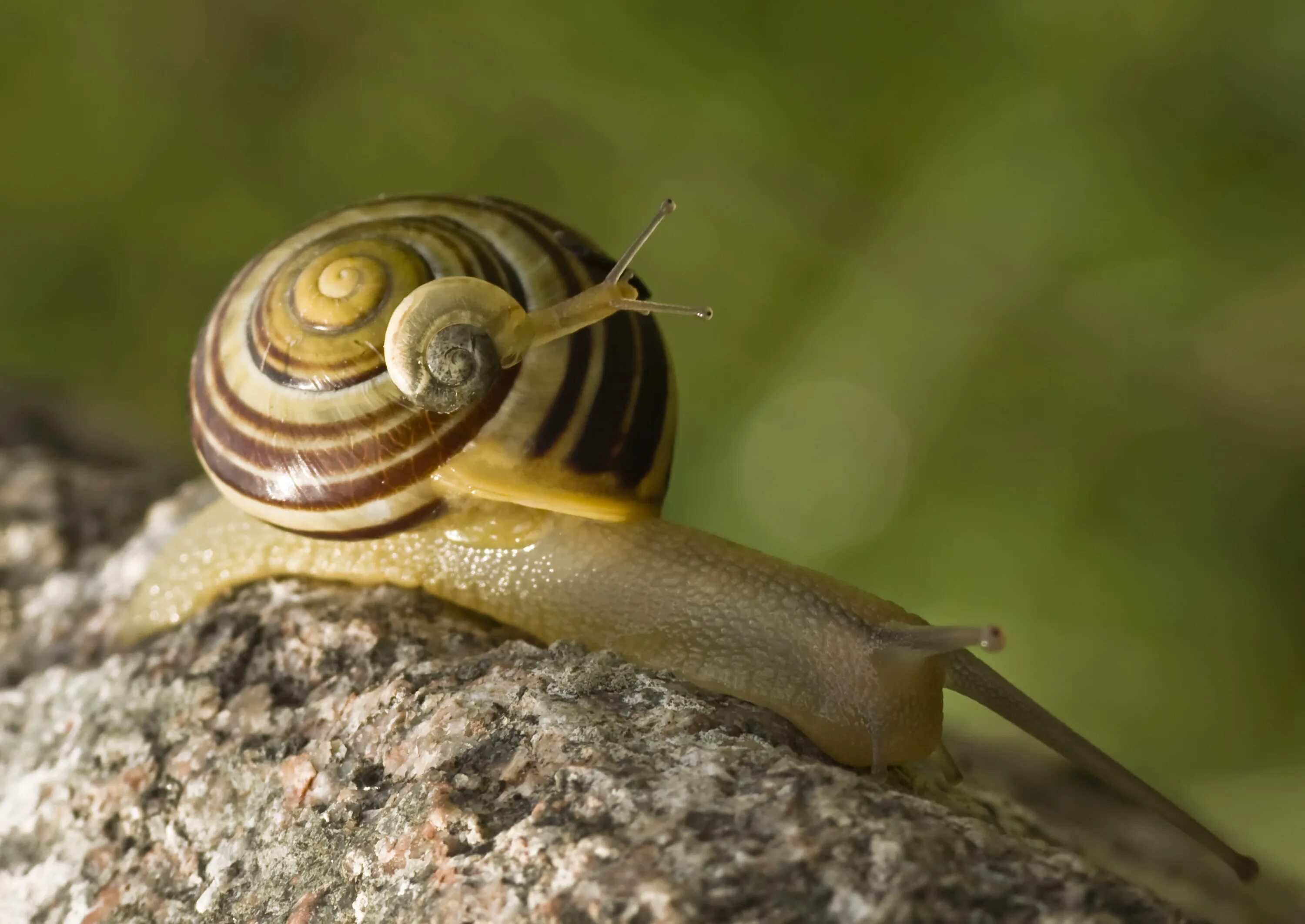 Улитка Priotrohatella stellata. Брюхоногие моллюски. Зебрина улитка. Брюхоногие моллюски (наземные).