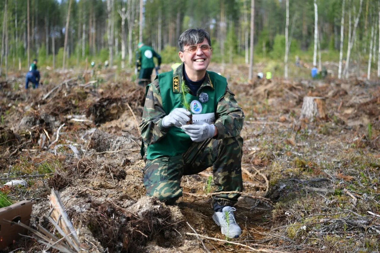 687 минприроды. Лесовосстановление. Лесовосстановление Карелия. Лесовосстановление леса. Экология Карелии.