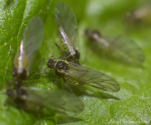 Зеленая муха тля. Тля Гороховая (Acyrthosiphon Pisum. Зеленая тля мушки. Тля черные мухи.