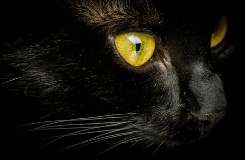 Кот с желтыми глазами