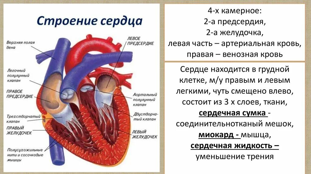 Строение сердца человека. Внутреннее строение сердца. Общая схема строения сердца. Строение перикарда сердца. Какие сосуды в левом предсердии