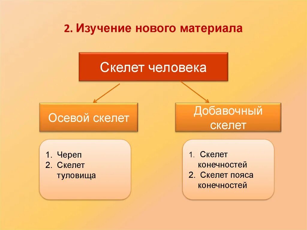 К добавочному скелету человека относятся. Отдел скелета осевой и добавочный. Осевой и добавочный скелет человека. Скелет человека осевой скелет. Осевой скелет и добавочный скелет человека.