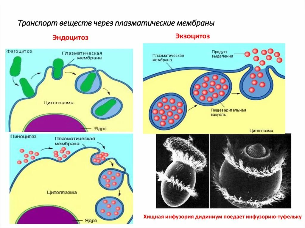 Эндоцитоз транспорт. Транспорт веществ через мембраны: везикулярный транспорт.. Экзоцитоз клеточная мембрана. Экзоцитоз и эндоцитоз плазматическую мембрану.