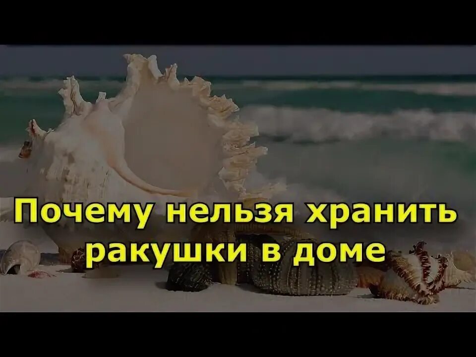 Почему нельзя хранить ракушки в доме. Примета нельзя в доме ракушки хранить. Почему нельзя держать дома ракушки. Приметы про ракушки в доме. Примета ракушка