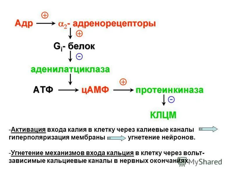 Механизм альфа адреномиметиков. Механизм действия Альфа 2 адреномиметиков. Альфа адреномиметики механизм. Адреномиметики механизм действия. Механизм действия бета 2 адреномиметиков.