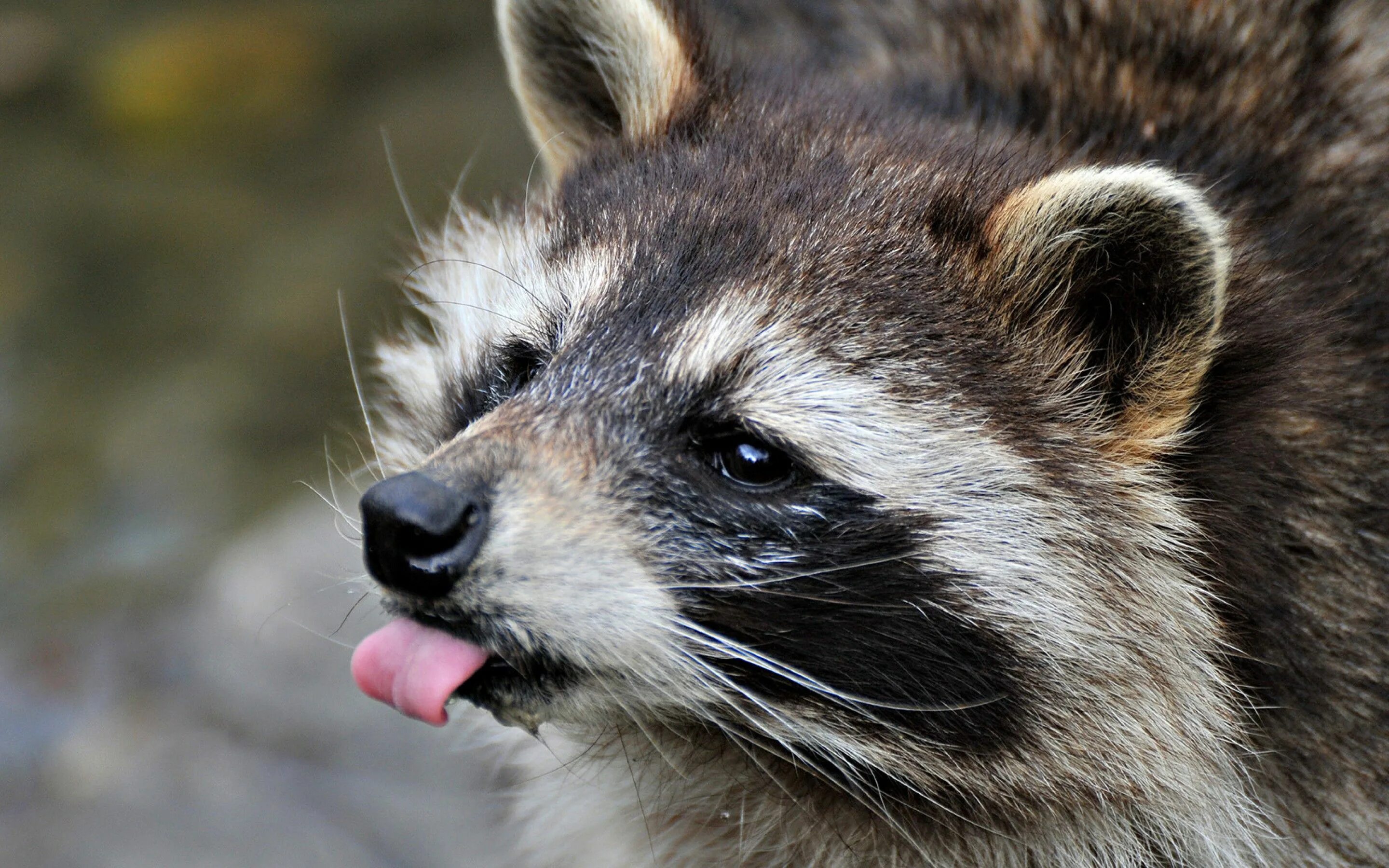 Funny animals, Beautiful creatures, Animals wild