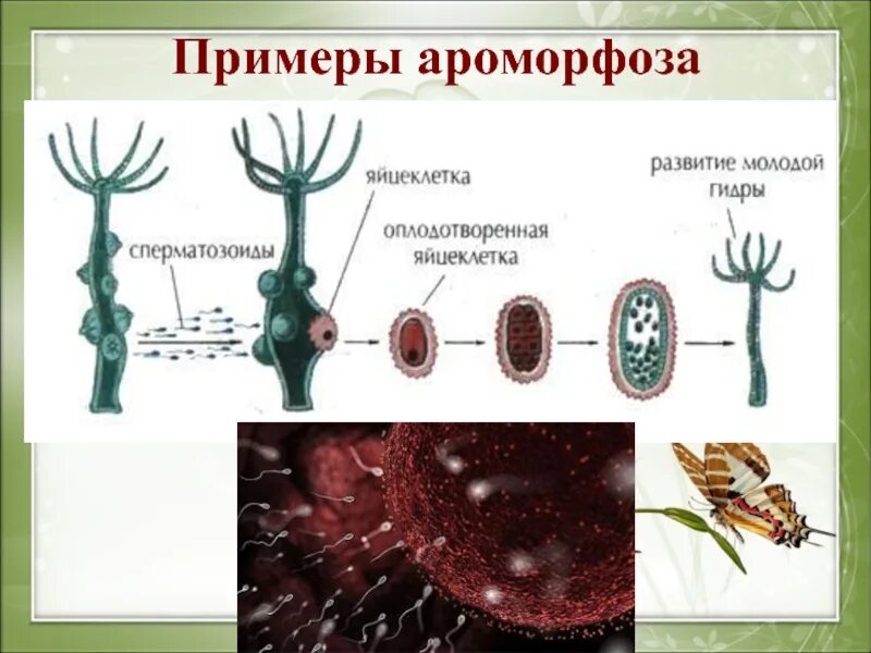 Примером ароморфоза является развитие