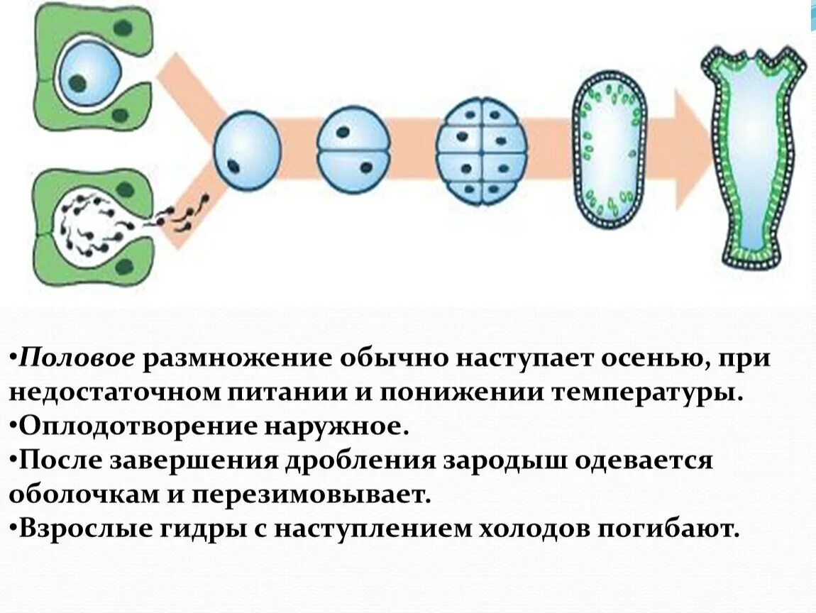 Половое размножение. Возникновение полового процесса. Половой процесс и размножение. Половое размножение процесс. Биология как размножаются