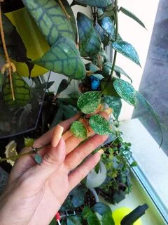 Хойя крохниана эскимо