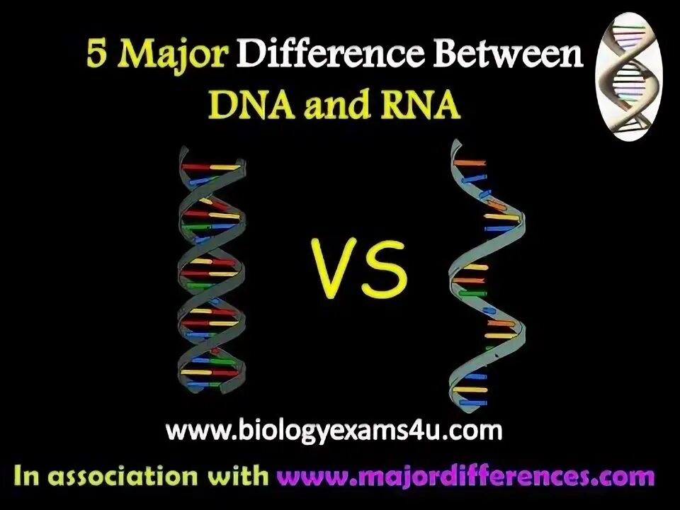 DNA and RNA differences. Difference between DNA and RNA. ДНК vs РНК. V DNA.