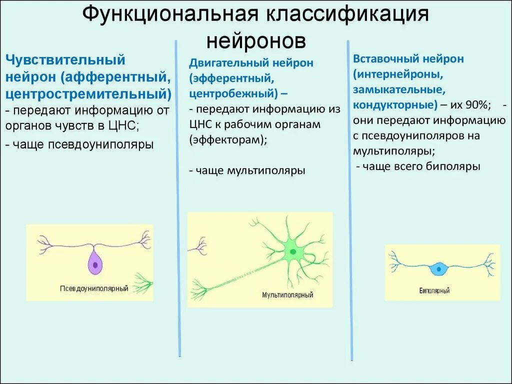 5 чувствительные нейроны передают