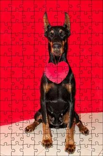 Red pets