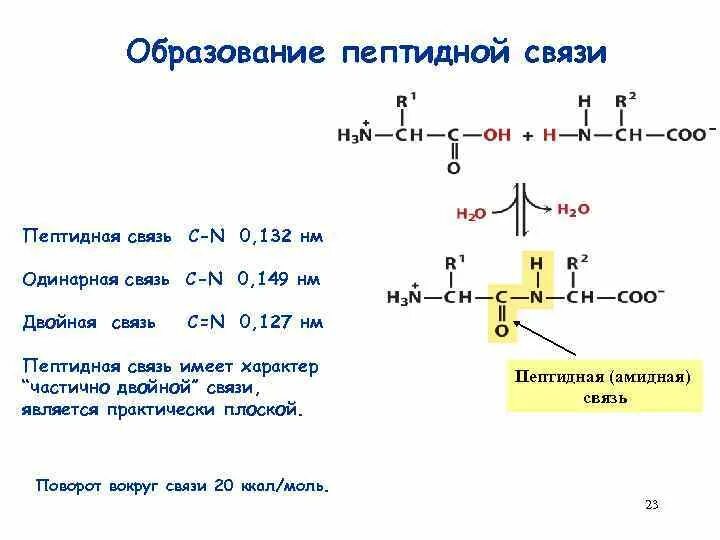 Связаны пептидными связями. Принцип формирования пептидной связи. Схема образования пептидной связи биохимия. Пептидная связь особенности пептидной. Характеристики пептидной связи биохимия.