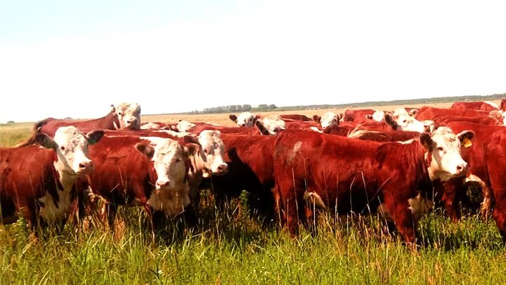 ооо красотинское. мясное скотоводство. разведение коров в республике алтай. коровы алтайский край. головей порода бычки.