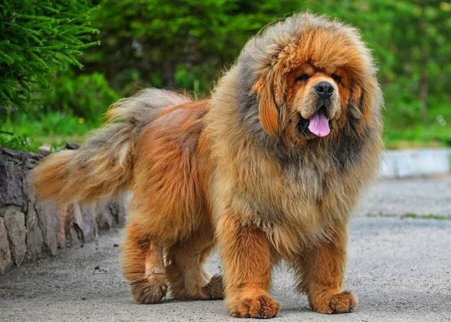 Леонбергер. Бернский зенненхунд. Бернский колли. Большие собачки породы. Большие собачки породы.