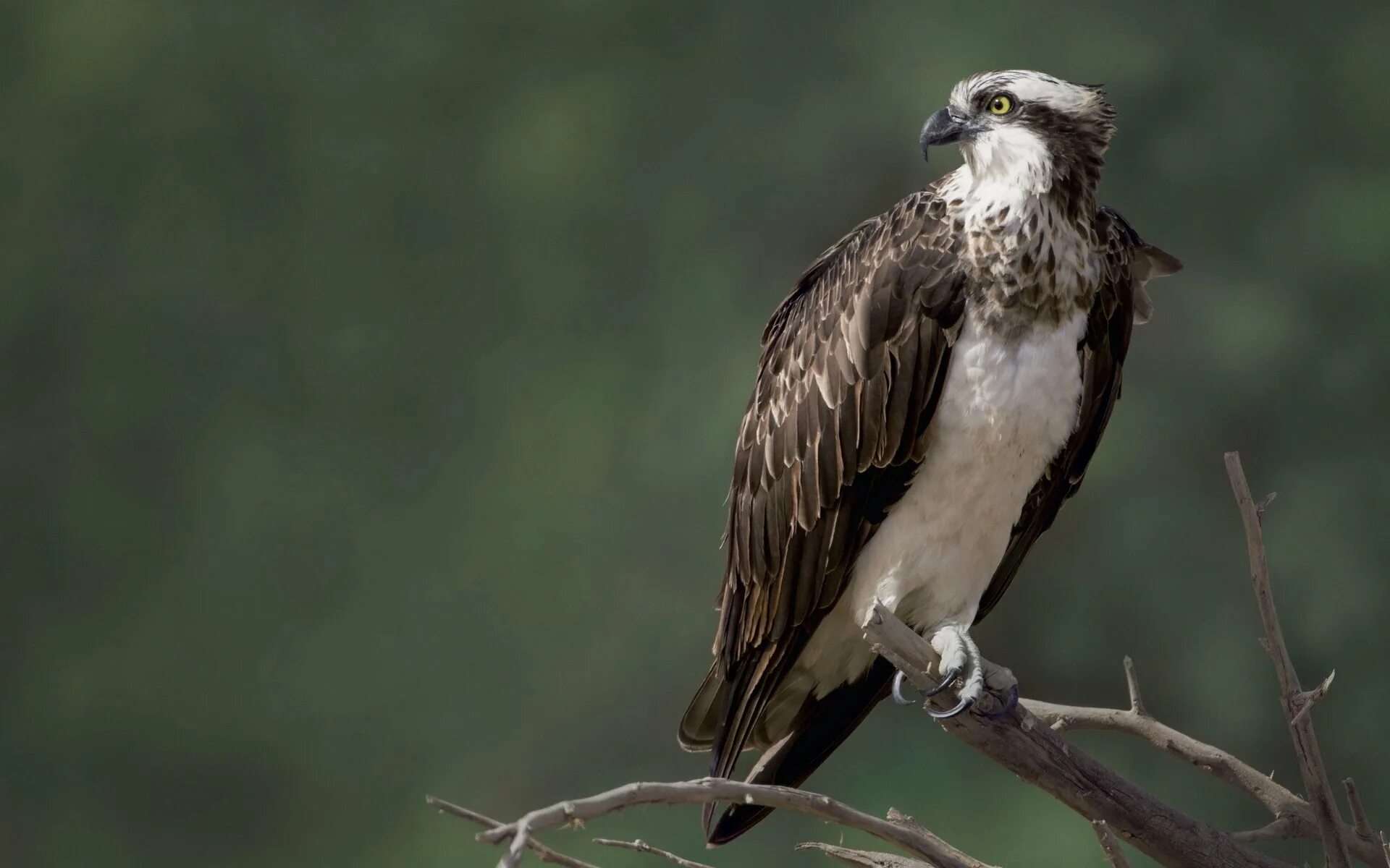 Скоп птица фото. Скоп птица фото. Скопа речная. Скопа (pandion haliaetus l. Скопа птица.