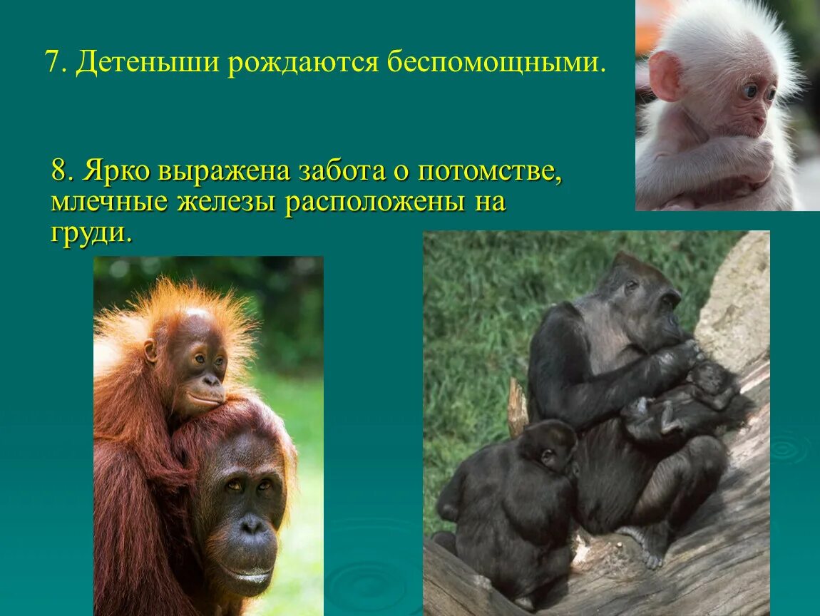 Приматы отряды млекопитающих. Отряд приматы 7 класс. Презентация на тему обезьяны. Приматы презентация. Особенности заботы о потомстве
