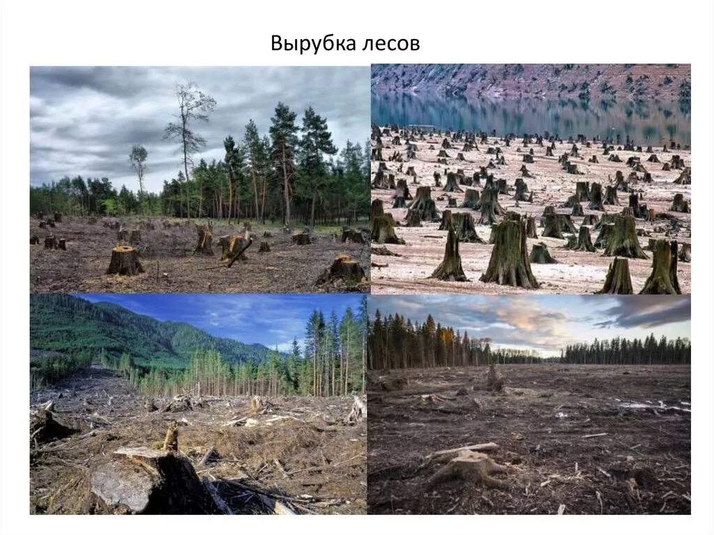 Лес после вырубки. После вырубки леса. вырубка лесов до и после. лес до и после вырубки. последствия вырубки лесов.