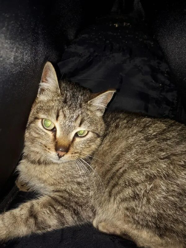 рыжий кот зеленогорск красноярского. рыжий кот зеленогорск красноярского. рыжий кот зеленогорск красноярского. рыжий кот зеленогорск красноярского. рыжий кот зеленогорск красноярского.