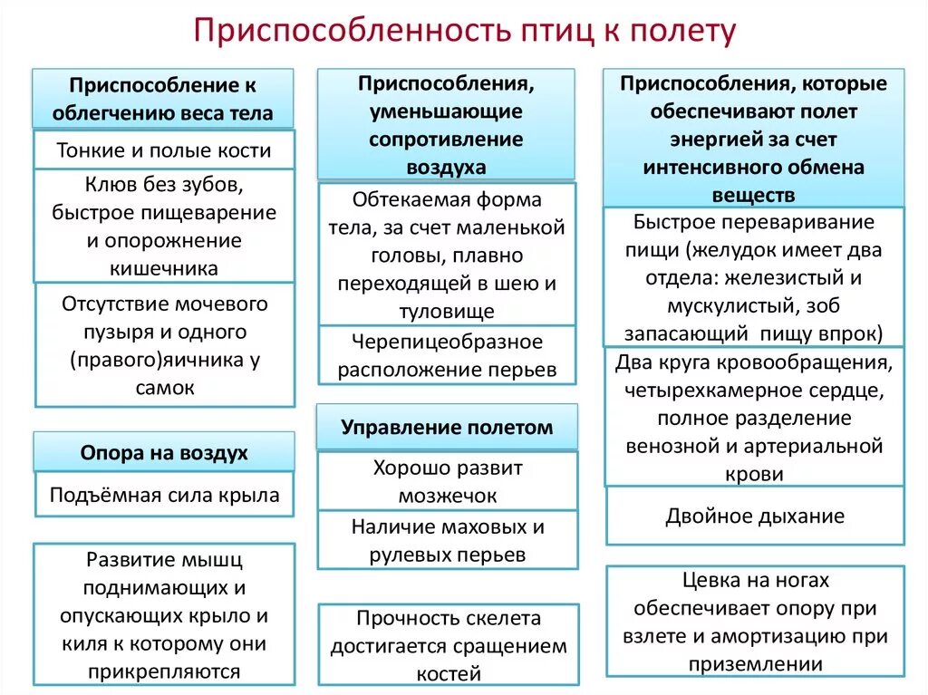 Приспособление птиц к полету таблица. Адаптации птиц к полету. Таблица приспособление птиц к полёту биология. Приспособленность птиц к полету таблица. Особенности строения птиц черты приспособленности к полету