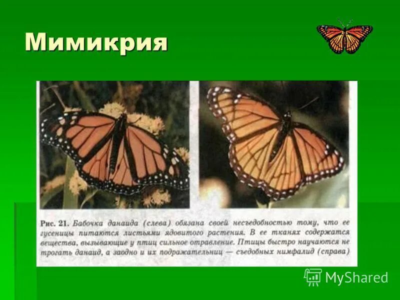 Мимикрия программа. Мимикрия с название бабочки. социальная мимикрия. мимикрия у растений. мимикрия адаптация.