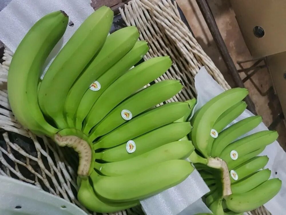 Где купить банан. Зеленые бананы. Маленькие зеленые бананы. Бананы зелёные упаковка. Зеленые бананы в коробке.