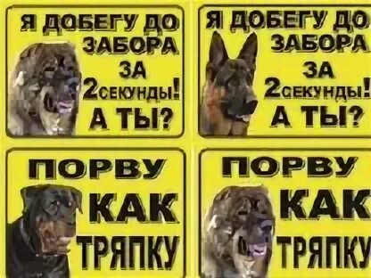 Добежав до забора собака опять мгновенно разворачивается. Осторожно, злая собака!. табличка осторожно злая собака. табличка злая собака с кавказцем. осторожно злая собака кавказская овчарка.
