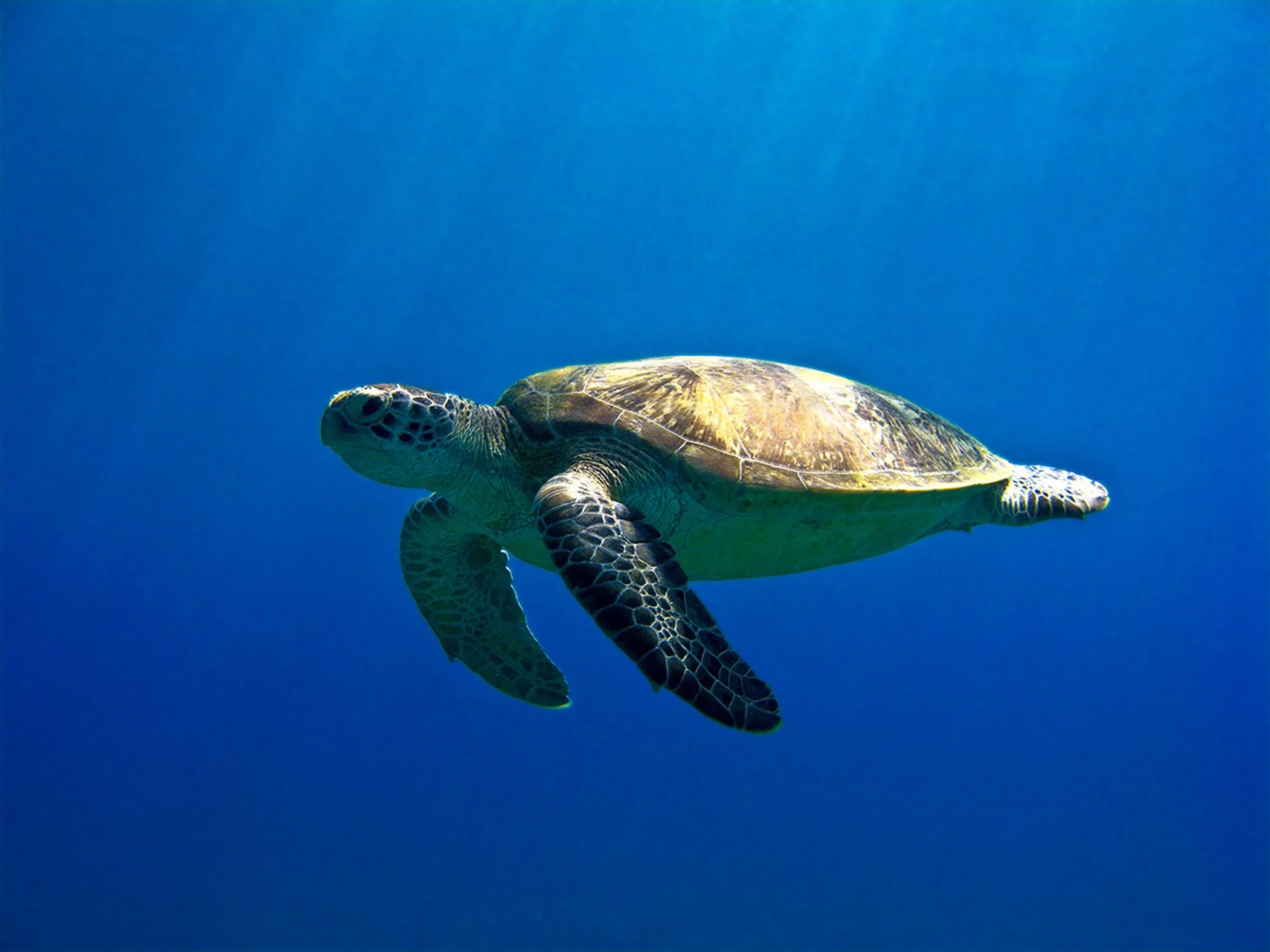 Floating turtle
