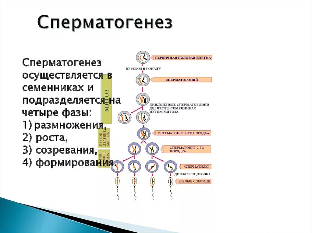 1 половые клетки мужские. Последовательность сперматогенеза схема. Правильная последовательность периодов сперматогенеза. Фаза формирования сперматогенеза. Период формирования сперматогенез.