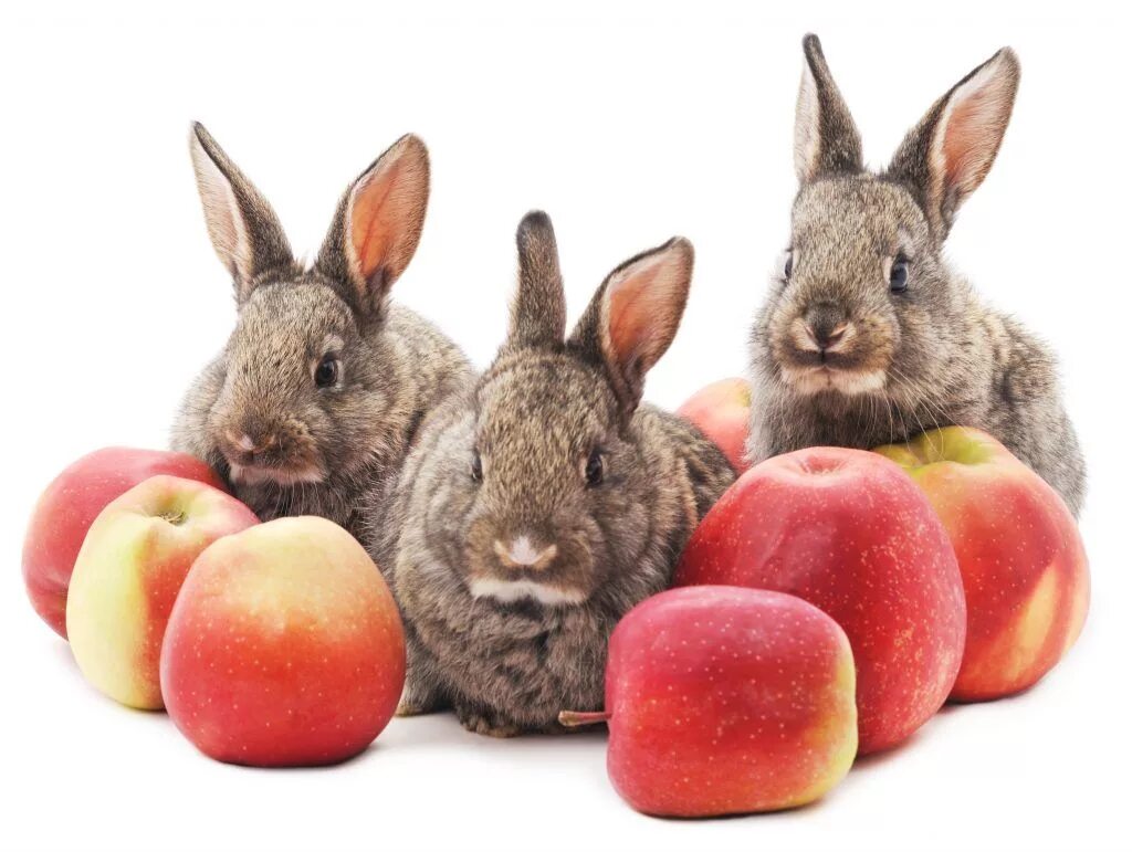 Можно кролику яблоко. Кролик с яблоками. Еда для кроликов. Декоративный кролик. Кролик с фруктами.