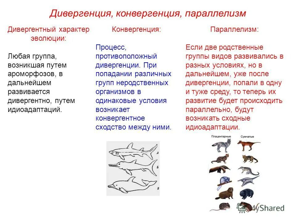 Дивергенция признаков примеры. Дивергенция и параллелизмы основные пути эволюции. Закономерности эволюционного процесса. Дивергенция. Закономерности эволюции.