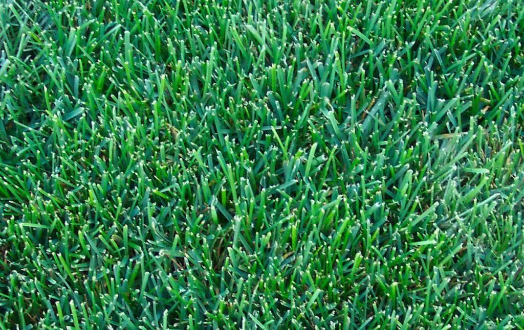 Газонная трава вытесняющая сорняки