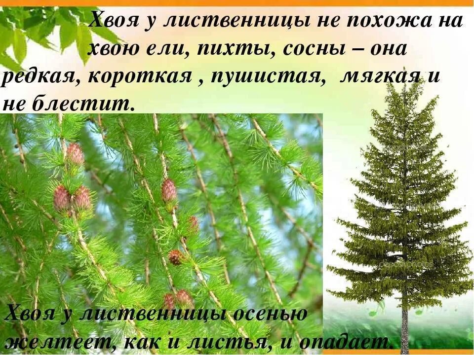 Описание хвои лиственницы