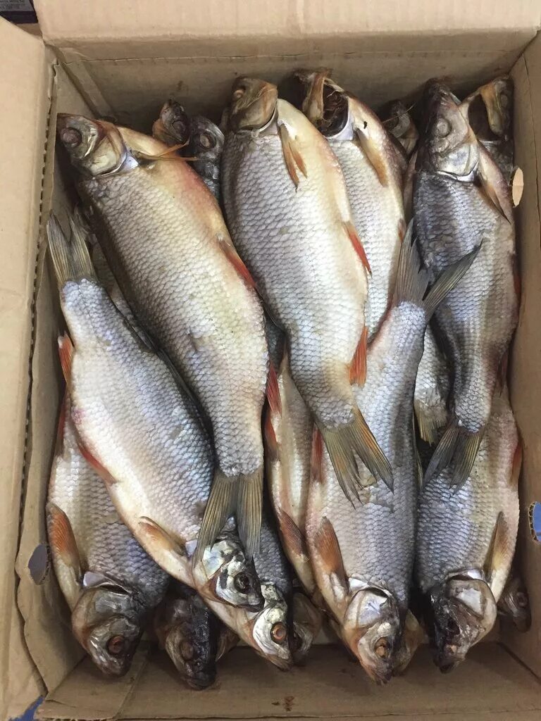 Сухая плотва. Тарань рыба вяленая. Вяленая рыба вобла. Вобла таранка. Плотва на чудском озере.