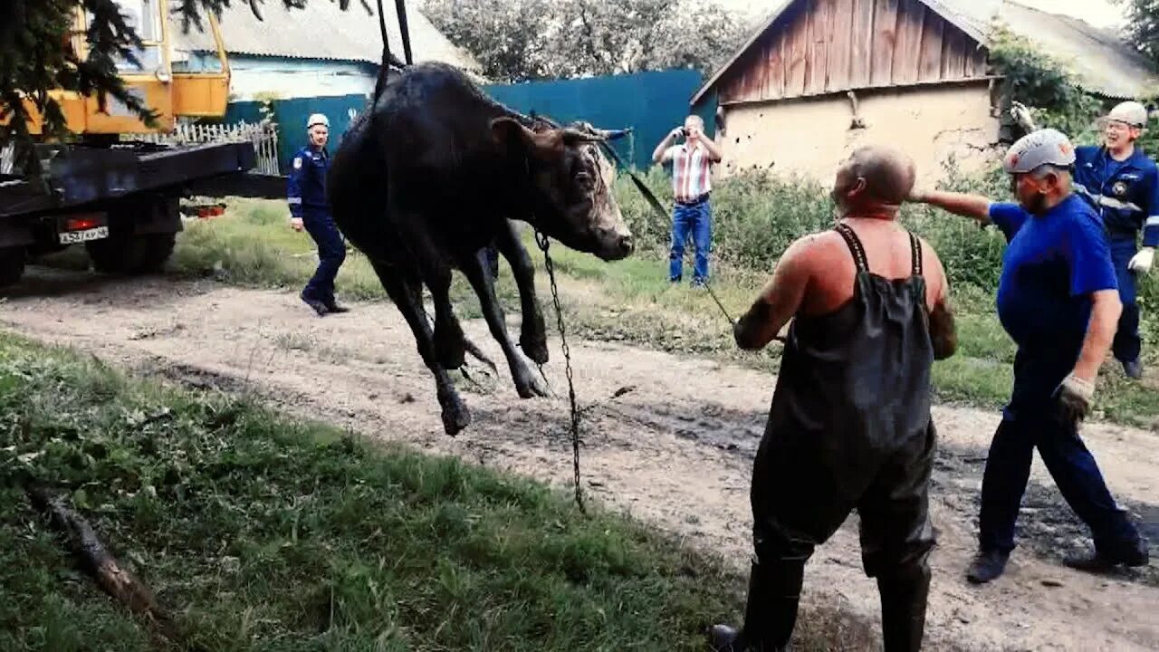 Корову гладят по голове. Пастух коров. Бьют телят. Корова бежит. Бьют телят.