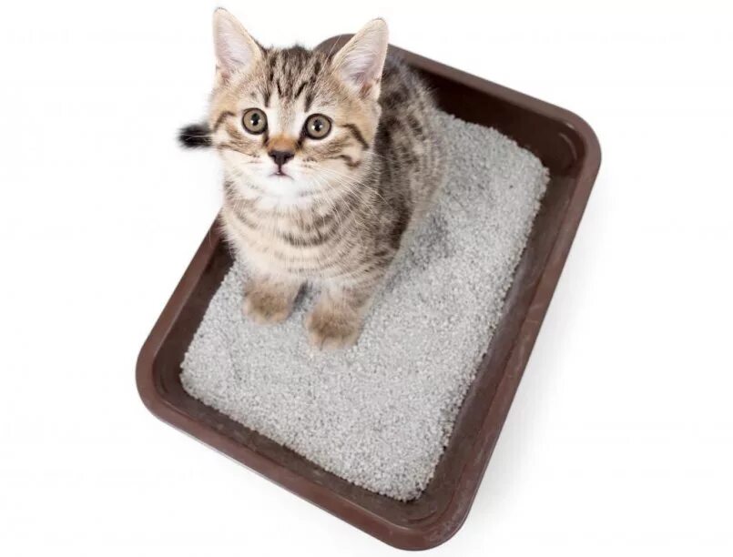 Как приручить котенка к лотку