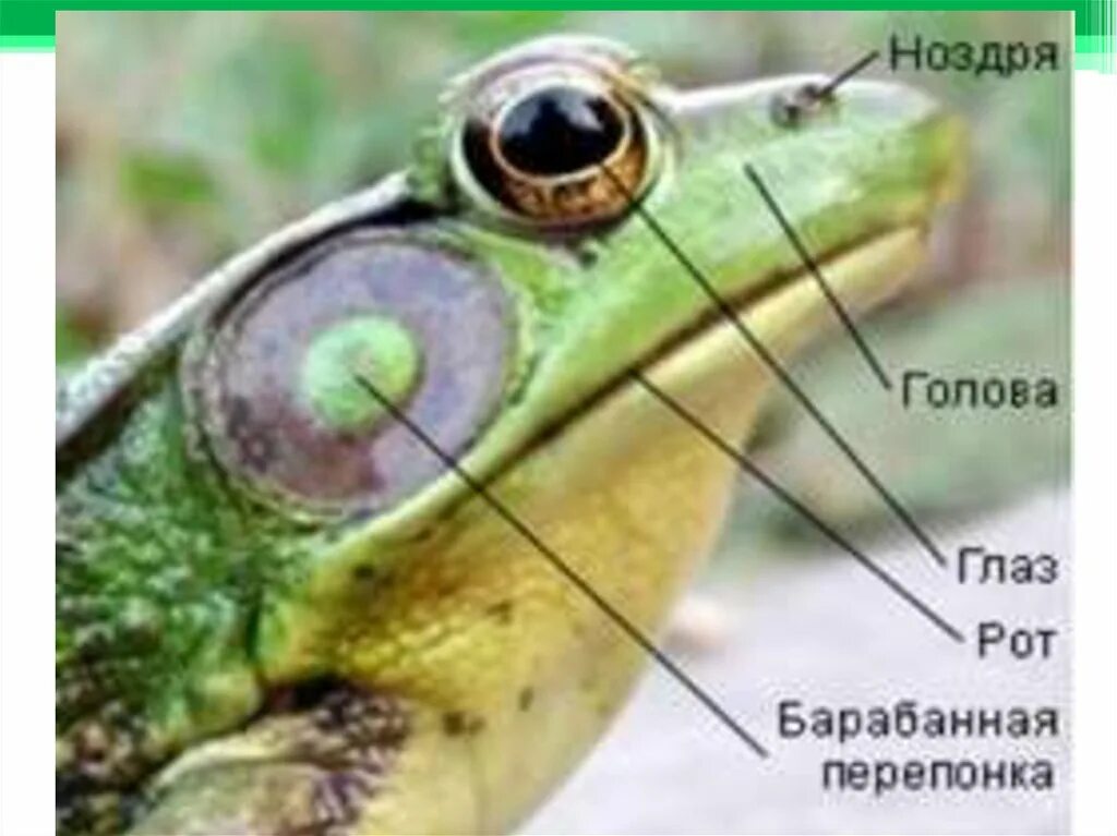 Барабанная перепонка лягушки. Барабанная перепонка Жабы. Органы чувств земноводных лягушек. Барабанная перепонка у земноводных. Барабанная перепонка у лягушки