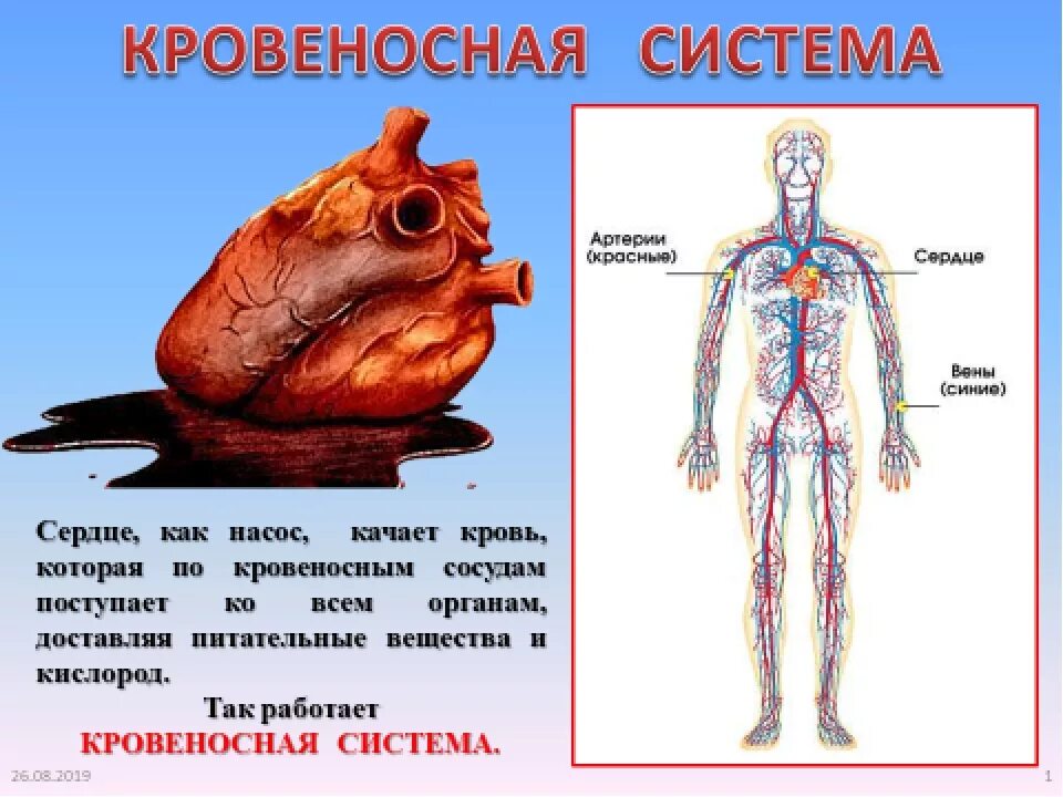 Кровеносная система человека. Кровеносная система человека 3 класс. Кровеносная система че. Кровеносная система человека 4 класс окружающий мир.