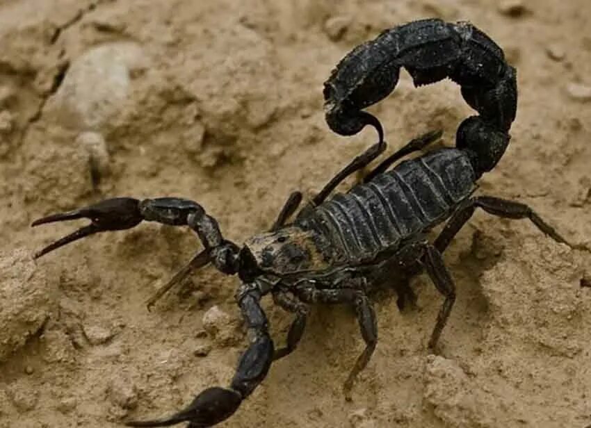 Скорпион Akrep. Androctonus crassicauda. Скорпион андроктонус. Мегрельский Скорпион.