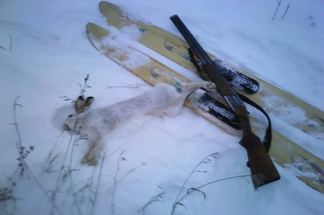 охота на зайца ночью зимой