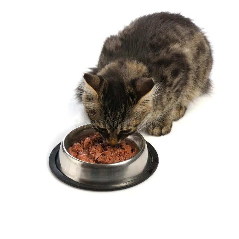 Почему кот закапывает миску с едой. Кошка закапывает еду. feed the cat. feed my cat. cat stock.