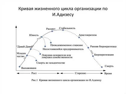 Определение жизненный цикл организаций
