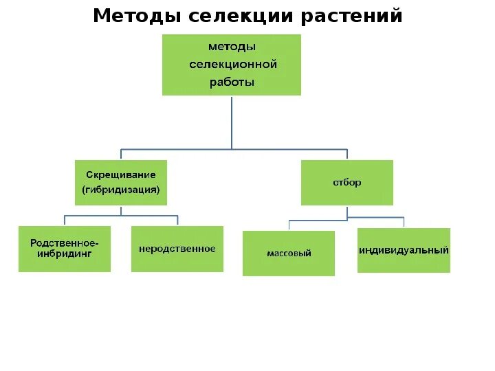 Схема классификации методов селекции. Схема методы селекции растений и животных. Схема основные методы селекции растений животных и микроорганизмов. Методы селекции схема 9 класс биология. Описание методов селекции растений