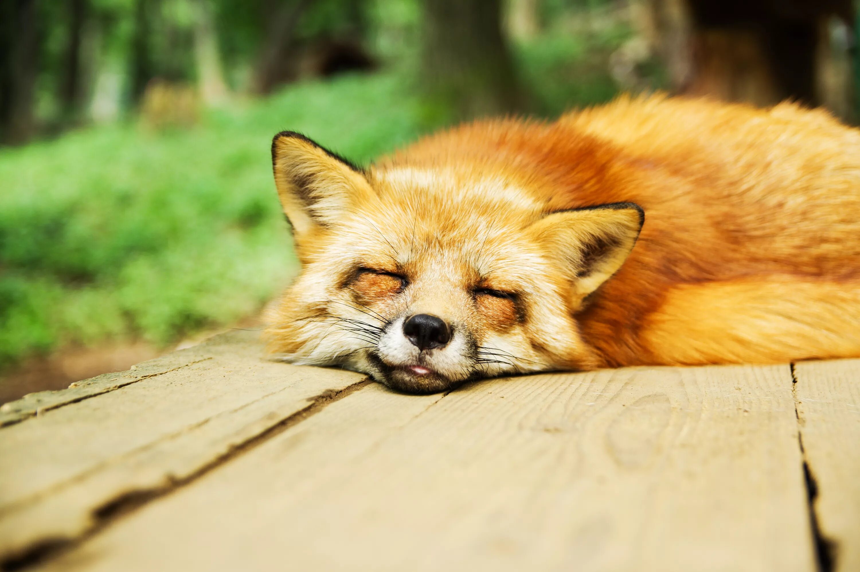 Лиса. Милые лисички. Рыжая лиса во сне
