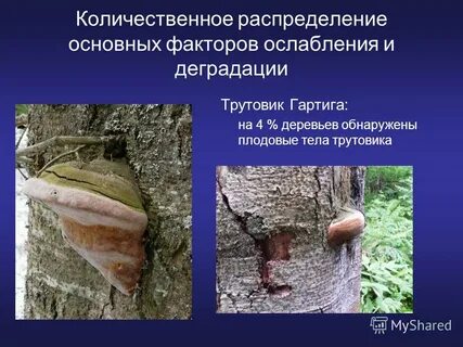 Трутовик тип взаимоотношений