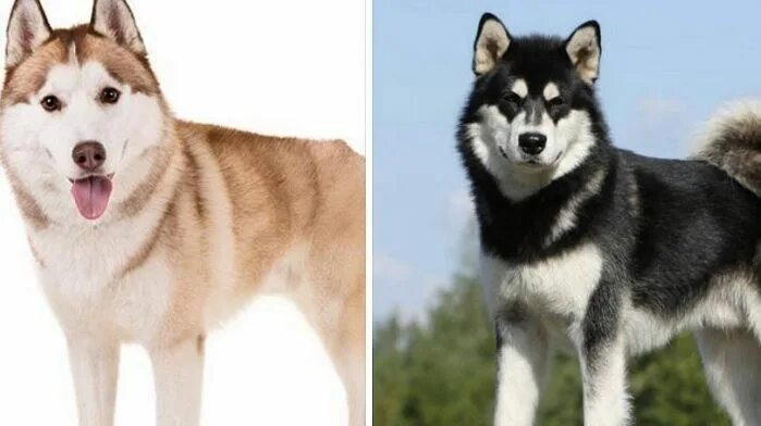 Какого размера хаски. Alaskan malamute vs husky. строение хаски. хаски малайзия. внешнее строение хаски.
