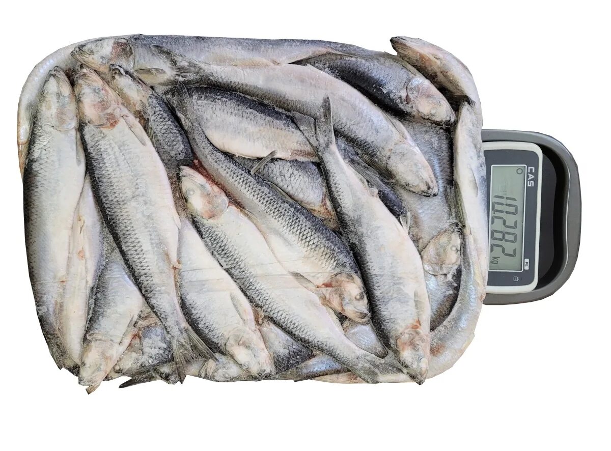 Рыба оптом псков. Рыба оптом псков. Рыбная продукция оптом. Мойва (замороженная). Улов леща.
