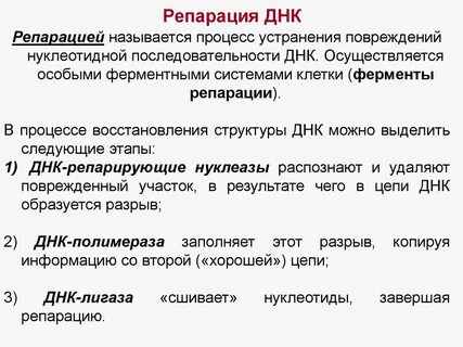 Репарация биохимия