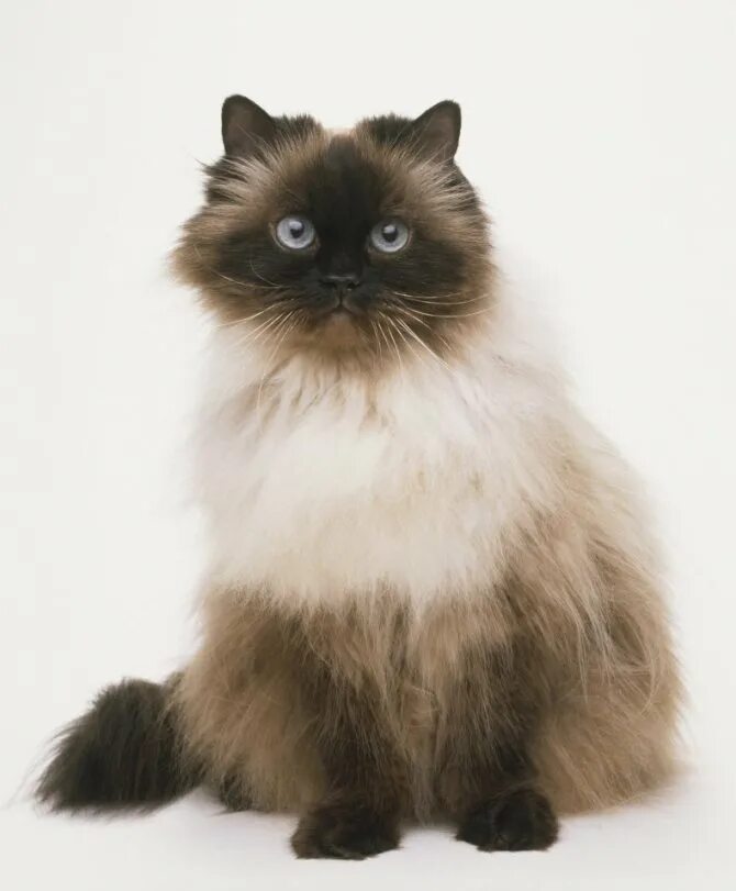 Гималайский колор-Пойнт кошка. Гималайская кошка. Гималайские сиамские кошки. Гималайский колор поинт. Персидско сиамская кошка